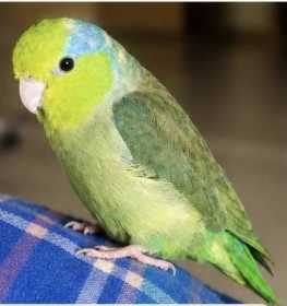 Lost Parrotlet