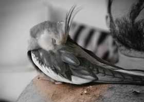 Lost Cockatiel