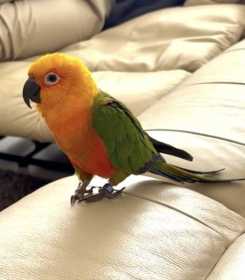 Lost Conure