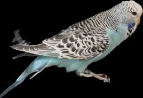 Lost Budgerigar