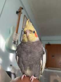 Lost Cockatiel