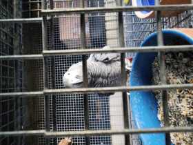 Lost African Grey