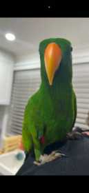 Lost Eclectus