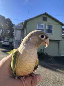 Lost Conure