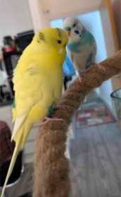 Lost Budgerigar