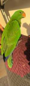 Lost Eclectus