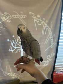Lost African Grey