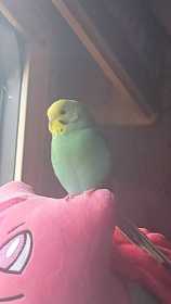 Lost Parakeet
