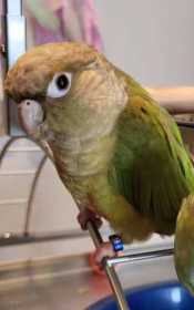 Lost Conure