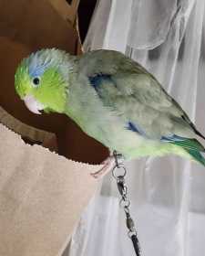 Lost Parrotlet