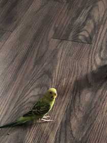 Lost Parakeet