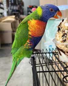 Lost Lory / Lorikeet
