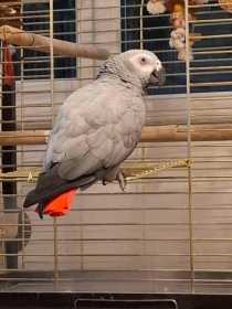 Lost African Grey
