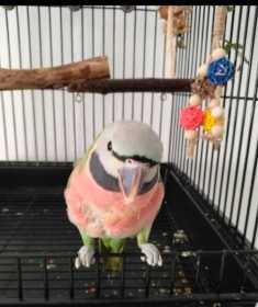Lost Mustached / Moustached Parakeet