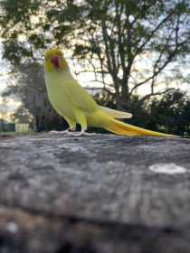 Lost Indian Ringneck Parakeet