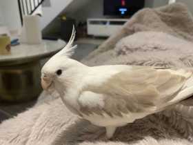 Lost Cockatiel