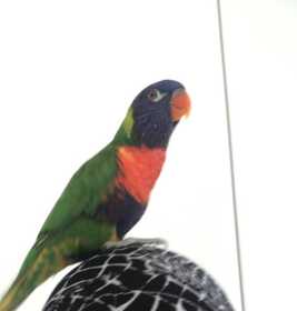 Lost Lory / Lorikeet
