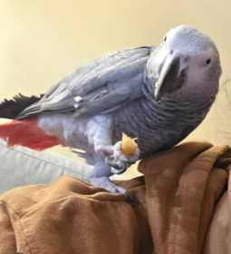 Lost African Grey