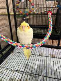 Lost Cockatiel