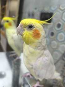 Lost Cockatiel