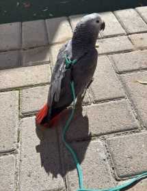 Lost African Grey