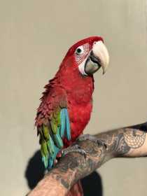 Lost Macaw