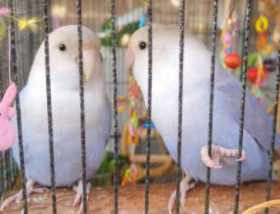 Lost Lovebird