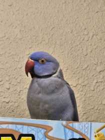 Lost Indian Ringneck Parakeet