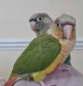 Lost Conure