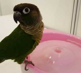 Lost Conure