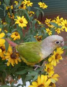 Lost Conure