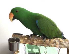 Lost Eclectus