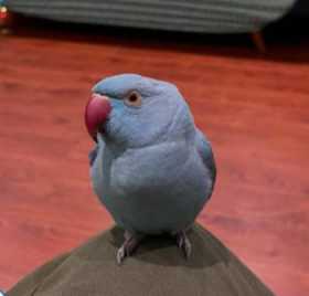 Lost Indian Ringneck Parakeet