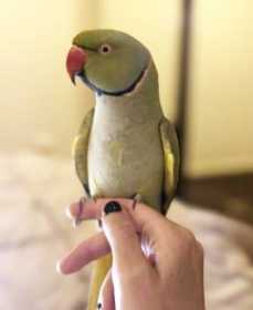 Lost Indian Ringneck Parakeet