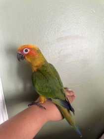 Lost Conure