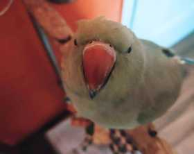 Lost Rose Ringed Parakeet