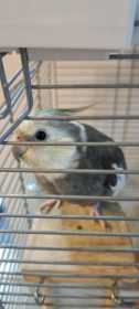 Lost Cockatiel