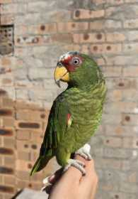 Lost White Fronted Amazon