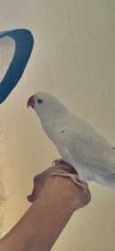 Lost Indian Ringneck Parakeet