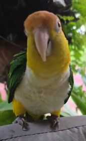 Lost Caique