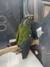 Lost Conure