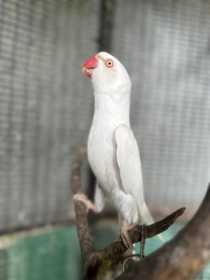 Lost Indian Ringneck Parakeet