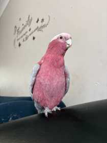 Lost Galah Cockatoo