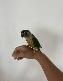 Lost Conure