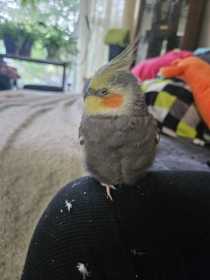 Lost Cockatiel