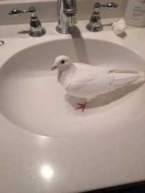 Lost Pigeon