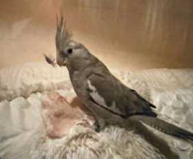 Lost Cockatiel