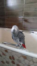 Lost African Grey