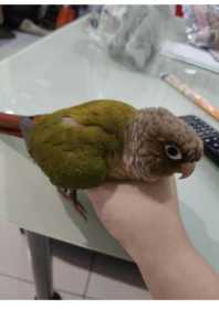 Lost Conure