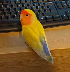 Lost Lovebird
